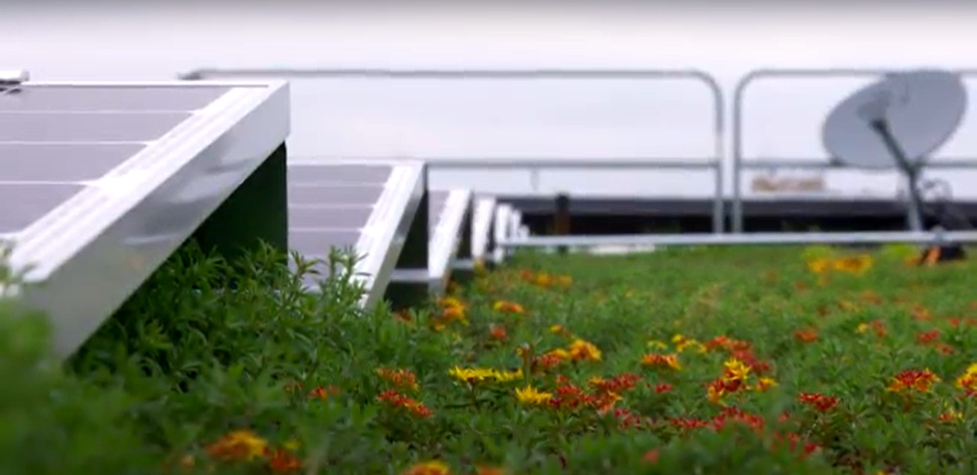A ground view of greenery with flowers and solar panels angled in a row on the left. A satellite in on the far right with a guard rail behind.